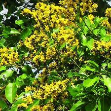 Image result for Pterocarpus