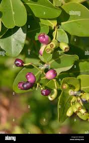Image result for Syzygium cordatum