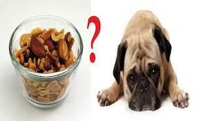 Maybe you would like to learn more about one of these? Which Nuts Are Good Or Bad For Dogs Are Cashew Nuts Poisonous To Dogs Nutsaholic