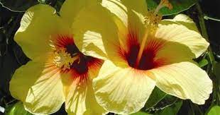 yellow hibisucs hibiscus plant hawaiian flowers hibiscus flowers