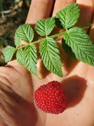 Image result for Rubus rosifolius