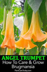 Pin On Best Of Plantcaretoday