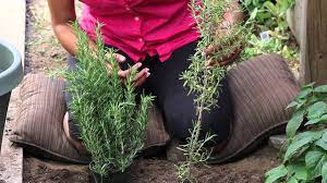 We did not find results for: Proper Technique For Trimming Rosemary Plants The Chef S Garden Youtube