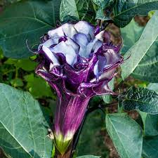 Image result for Datura