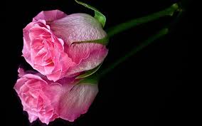 Rose black background images free download number 501382183,image file format is jpg,image size is 3.4 mb,this image has been released since discover and free download excellent rose black background hd photos on lovepik, this picture format is jpg, lovepik number is 501382183, usage. Hd Wallpapers Of Flowers With Black Background