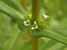 Image result for Ammannia aegyptiaca