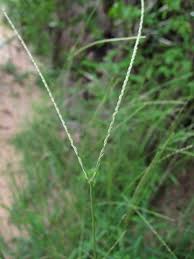 Image result for Digitaria compressa