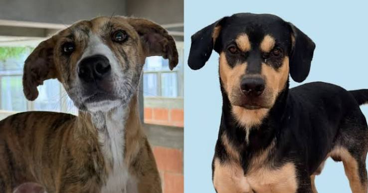 Quiere adoptar a un 'peludito' del CAPA? Este sábado habrá jornada en el C.C. La Estación - El Irreverente