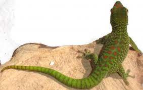 Baby Crimson Madagascar Giant Day Geckos For Sale