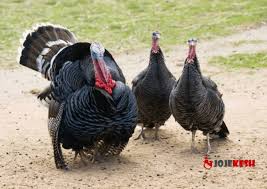 تخم نطفه دار بوقلمون برنز فروشگاه اینترنتی جوجه کش In 2020 Bronze Turkey Turkey Breeds Wild Turkey