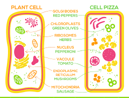 Check spelling or type a new query. Saturday Science Homemade Plant Cell Pizza The Children S Museum Of Indianapolis