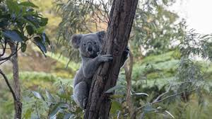 Miko Dai Strips Naked Shaved Pussy