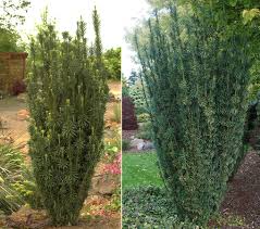 Image result for Hippocratea buchananii