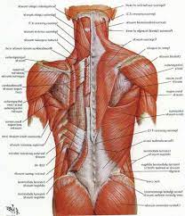 Maybe you would like to learn more about one of these? Lower Back Muscles Human Muscle Anatomy Muscle Anatomy Muscle Diagram