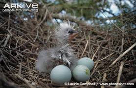 Birds And Their Nests Pictures Uk Pin On Birds Mostly Uk