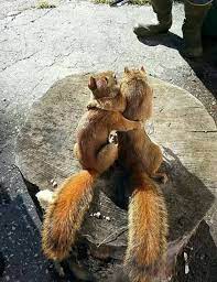 What Do Squirrels Like To Eat Squirrels Feeding Anifa Blog Cute Animals Cute Baby Animals Animals