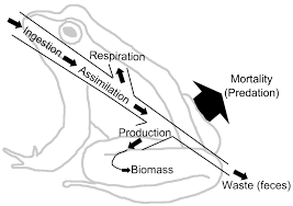 energy flow ecology wikipedia