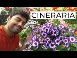 Image result for Cineraria