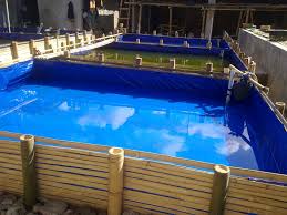 Peluang Budidaya Ikan Gabus Semakin Diminati