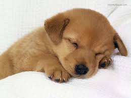 puppy wallpapers top free puppy