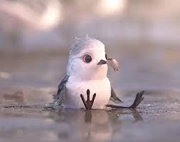 Image result for Piper