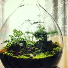 Forbidden Forest Beautiful Terrariums Bottle Garden Small Gardens