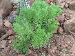 Image result for Senecio speciosus