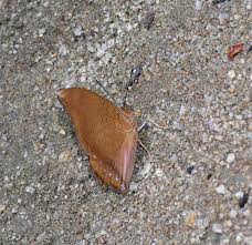 Image result for Drypetes arguta