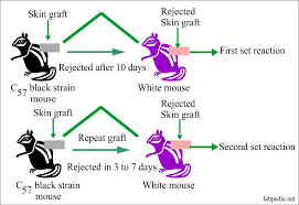 Image result for Major Histocompatibility Complex