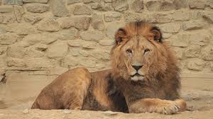 Nicht ohne grund werden löwen als gefährliche raubtiere angesehen. Zoo Osnabruck Lowen Fur Lowen E V