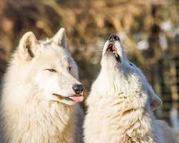 Thwp Your Off Key Animals Wolf Love Wolf Life