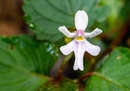Image result for Impatiens bequaertii