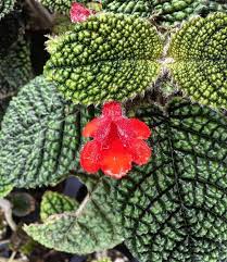 Image result for Gesneriaceae