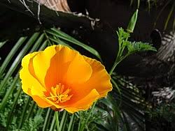 Image result for Papaveraceae