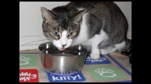 The most obvious and common change is an increased intake of water called polydipsia. Cats Tongues Employ Tricky Physics Science Aaas