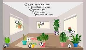 Your dieffenbachia can also get as tall as 4 feet or more if you care for. Houseplant Lighting 101 Van Wilgen S Garden Center
