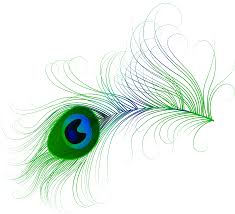 peacock feather png clip art image gallery yopriceville high quality images and transparent png free clipart gallery yopriceville