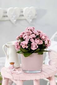 Kalanchoe Como Cuidar Mudas E Ideias De Decoracao Vasos Rusticos Decoracao Ideias De Decoracao