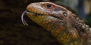 Maybe you would like to learn more about one of these? Caiman Lizard Smithsonian S National Zoo