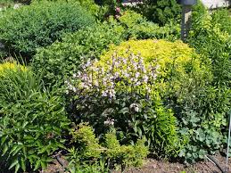 Ground cover native plant perennial wildflower woody plant. 5 Native Plants To Have In Your Landscape That Beat The Heat Cumberland River Compact