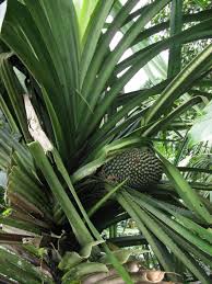 Image result for Pandanus chiliocarpus