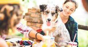 This should be a visual reminder to keep it away from your pup. Can Dogs Eat Mustard Petr 3viewz