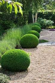 Gravel Buxus Ball English Lavender Simple Garden Inspiration Beautiful Gardens Outdoor Gardens