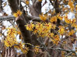 Image result for Hamamelis mollisi