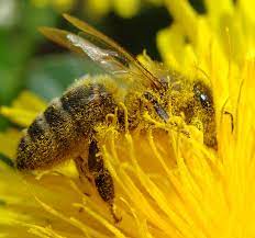 If you've got plants like tomato, kiwi, and eggplant, bumblebees could be your best bet. Pollination Bee Informed