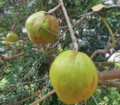 Image result for Pouteria