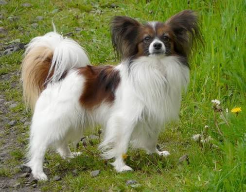Continental Toy Spaniel - Wikipedia
