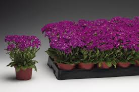 Image result for Arabis