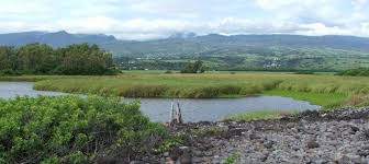 Image result for Scleria lateritica