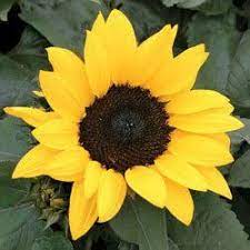 30 Incredible Dwarf Sunflower Helianthus Annuus Flower Seeds By Seedville 2 00 Hardiness Zone Annual Plant He Types Of Sunflowers Dwarf Sunflowers Plants